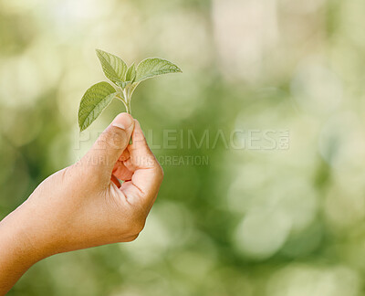Buy stock photo Healthy plant leaf bokeh with green background, vibrant leaves in summer and to care for a botanical garden. Natural gardening, sustainable environmental care and organic gardening in spring is key 
