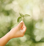 Hand of child with a natural, healthy green plant and is shown against a bokeh blurred background. Outdoors in nature as sunlight lights the leaf, from an organic and looked after ecofriendly garden 