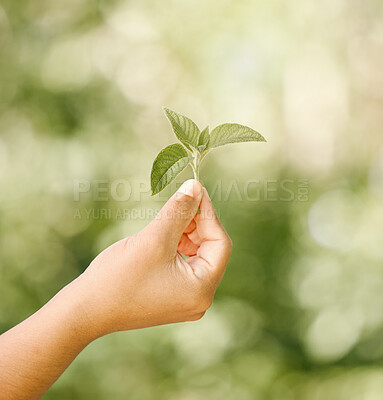 Buy stock photo Hand of child with natural, healthy green plant and shown against a bokeh blurred background. Out in nature sunlight lights the leaf, from organic and ecofriendly sustainability conservation gardens 