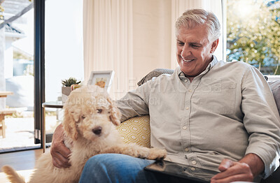 Buy stock photo Happy senior man play with dog on sofa in home living room relax and bonding together for fun, care and happiness. Elderly retirement grandpa smile and love loyal animal pet on couch in house lounge