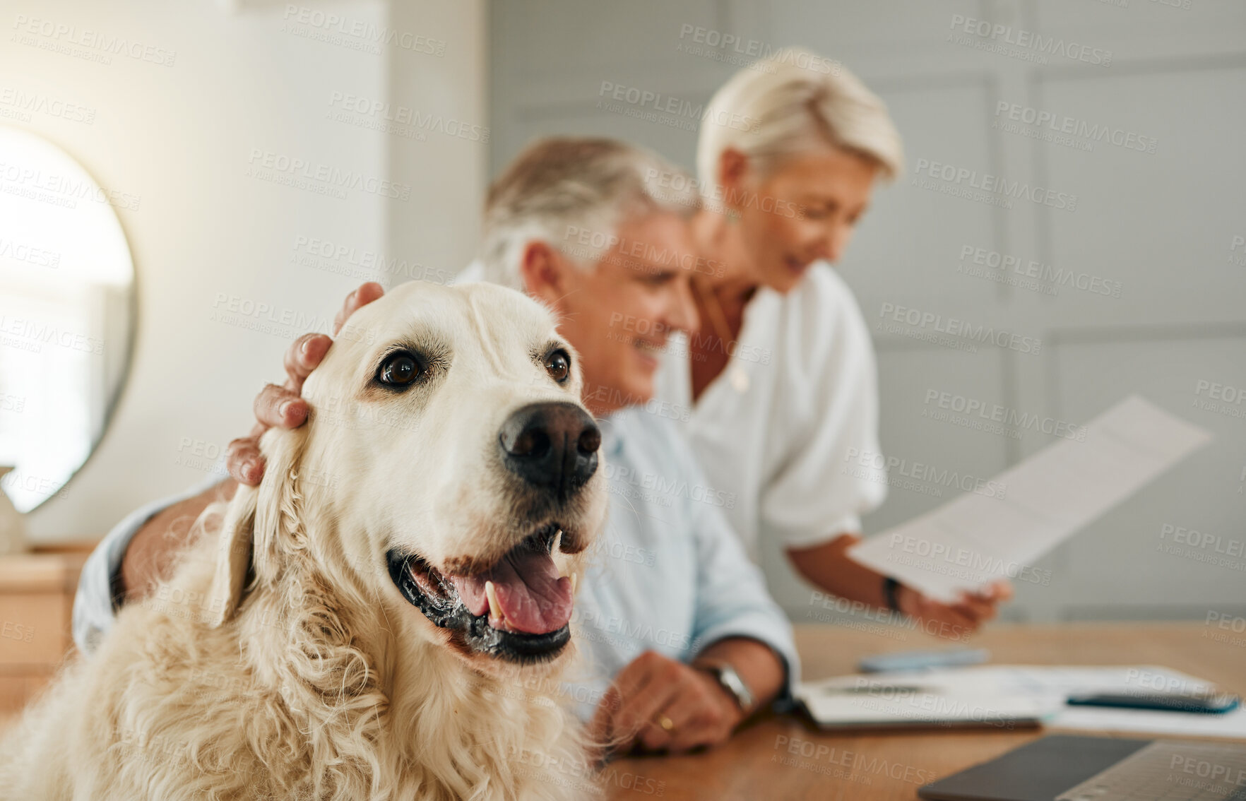 Buy stock photo Senior, elderly couple and dog pet of people in a home looking at contracts and documents. Happiness of a man, woman and animal in retirement looking at life insurance policy paperwork or document