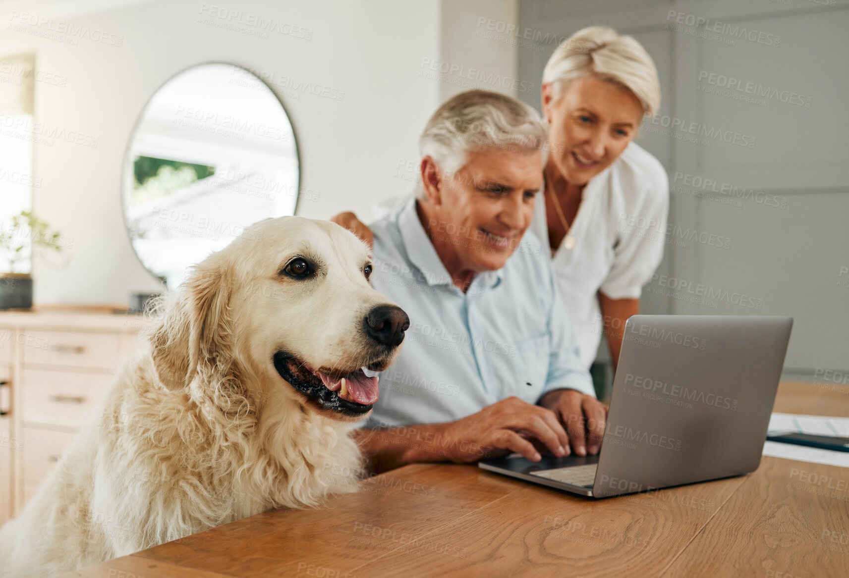 Buy stock photo Happy senior couple, laptop and dog at table together in living room. Elderly man and woman research retirement plan or financial asset management on internet in home with cute pet in Switzerland