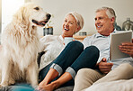 Dog, relax and senior couple laughing at a funny pet joke streaming a comedy movie on a tablet enjoying retirement. Labrador, man and elderly woman spend quality time together in a lovely marriage