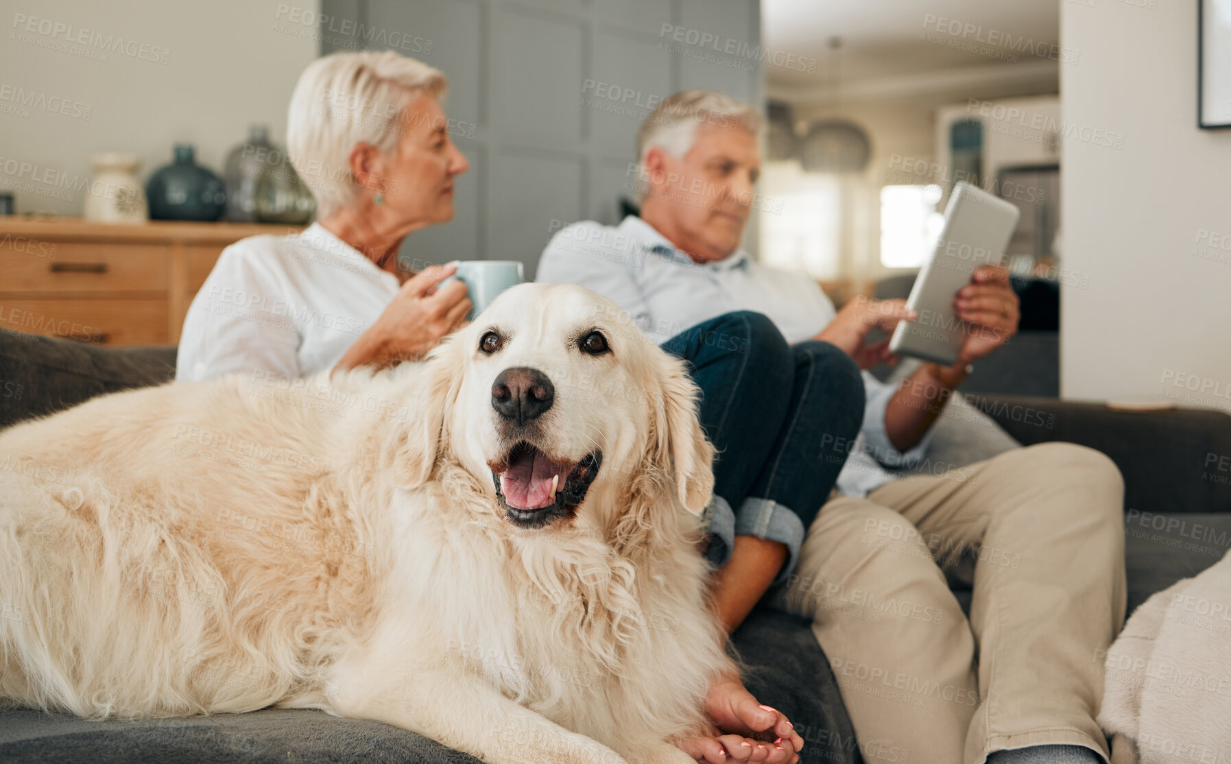 Buy stock photo Senior couple, dog and tablet on living room sofa together, relax and happy, love to watch bonding movie at house. Animal pet, smile and Elderly man, woman on tech in lounge relaxing in family home
