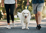 Couple walking the dog in a park for exercise, fitness and workout. Senior man and woman together taking pet for walk outdoors on leash. Leisure activity for wellness, active and healthy lifestyle