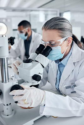 Buy stock photo Innovation, covid and scientist woman with microscope and ppe for science research development or test in laboratory. Expert worker with biotechnology analysis studying sample for medical healthcare