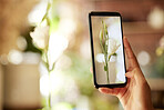 Plant, phone and social media with the hand of a woman taking a photograph of a rose or flower inside closeup. Plants, growth and technology with a female photographer using a mobile for a picture