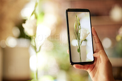 Buy stock photo Plant, phone and social media with the hand of a woman taking a photograph of a rose or flower inside closeup. Plants, growth and technology with a female photographer using a mobile for a picture