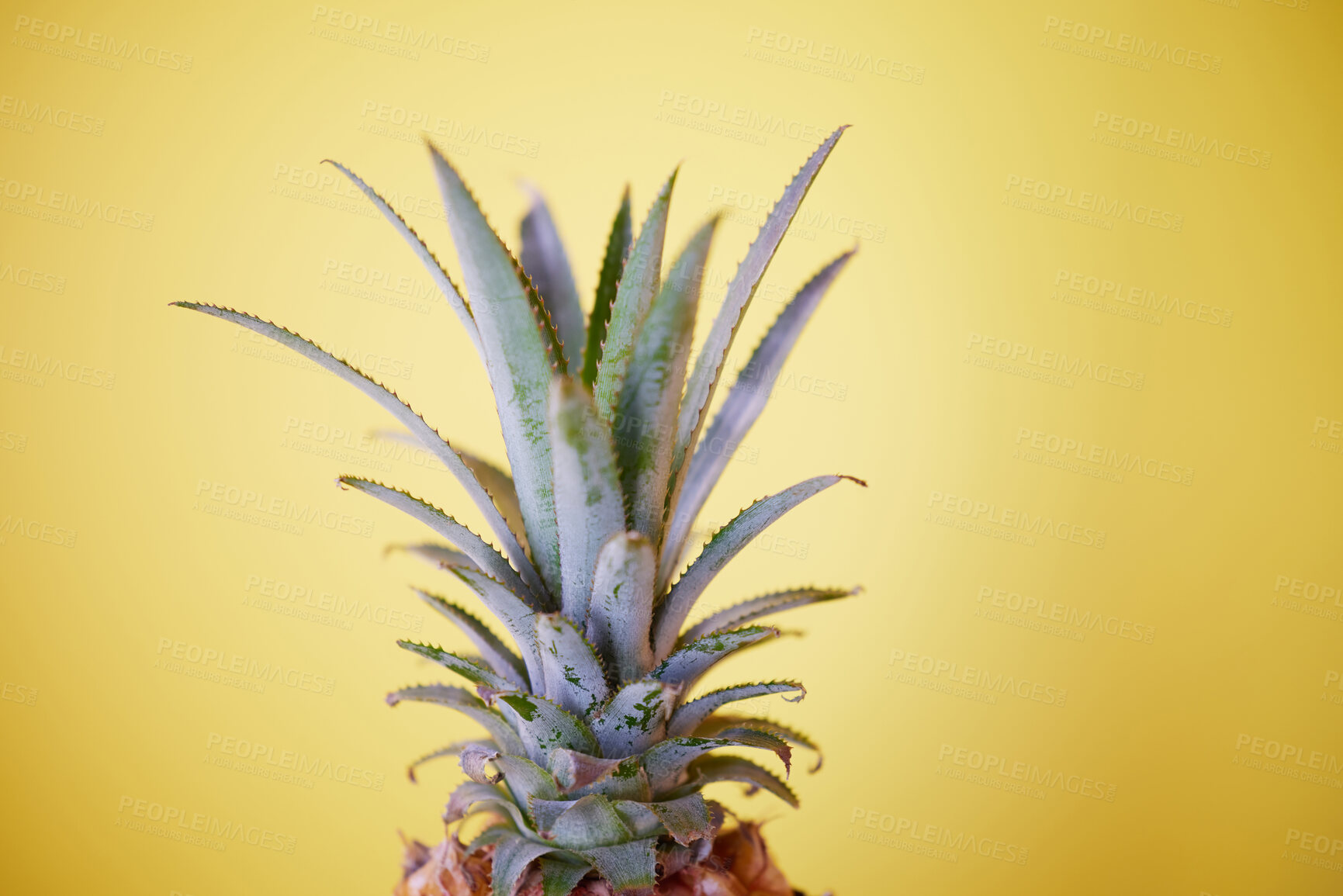 Buy stock photo Pineapple, fruit and summer, health and nutrition, tropical and fresh with yellow background. Exotic and refreshing mockup, vibrant closeup of advertising and marketing for healthy lifestyle.