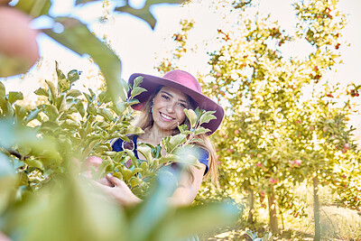 Buy stock photo Happy farmer, woman and picking an apple from a tree on a farm in spring. Happy female collecting fruits in an orchard during harvest season with fresh red apples growing on an agriculture farmland