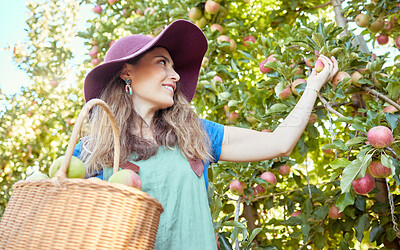 Buy stock photo Apple harvest, fruit farm and happy woman with agriculture food, produce and healthy farming. Sustainability, nutrition and green lifestyle of a person on a summer day enjoying organic fruits outdoor