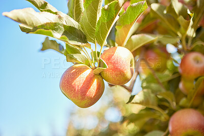 Buy stock photo Apple, fruit and trees with produce on a farm for sustainability or organic agriculture outdoor in summer. Food, nature and health with produce apples growing outside in the natural farming industry