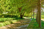 Path in green park, natural landscape with forest trees or countryside journey in Canada woods. Sustainable agriculture in environment, garden with grass in Spring and travel on holiday in eco field