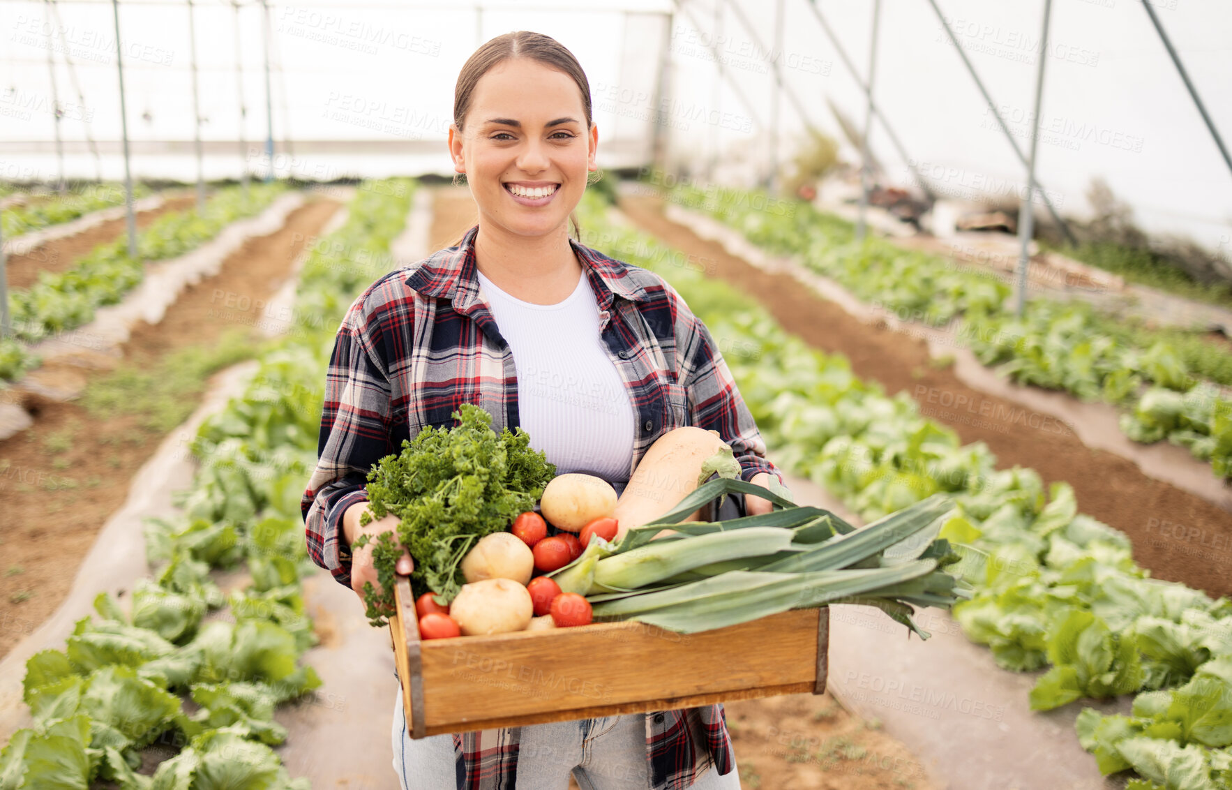 Buy stock photo Greenhouse, container and farmer harvest vegetables for eco friendly farming, nutritionist lifestyle or agriculture small business. Sustainability growth, organic farm field or woman with produce box