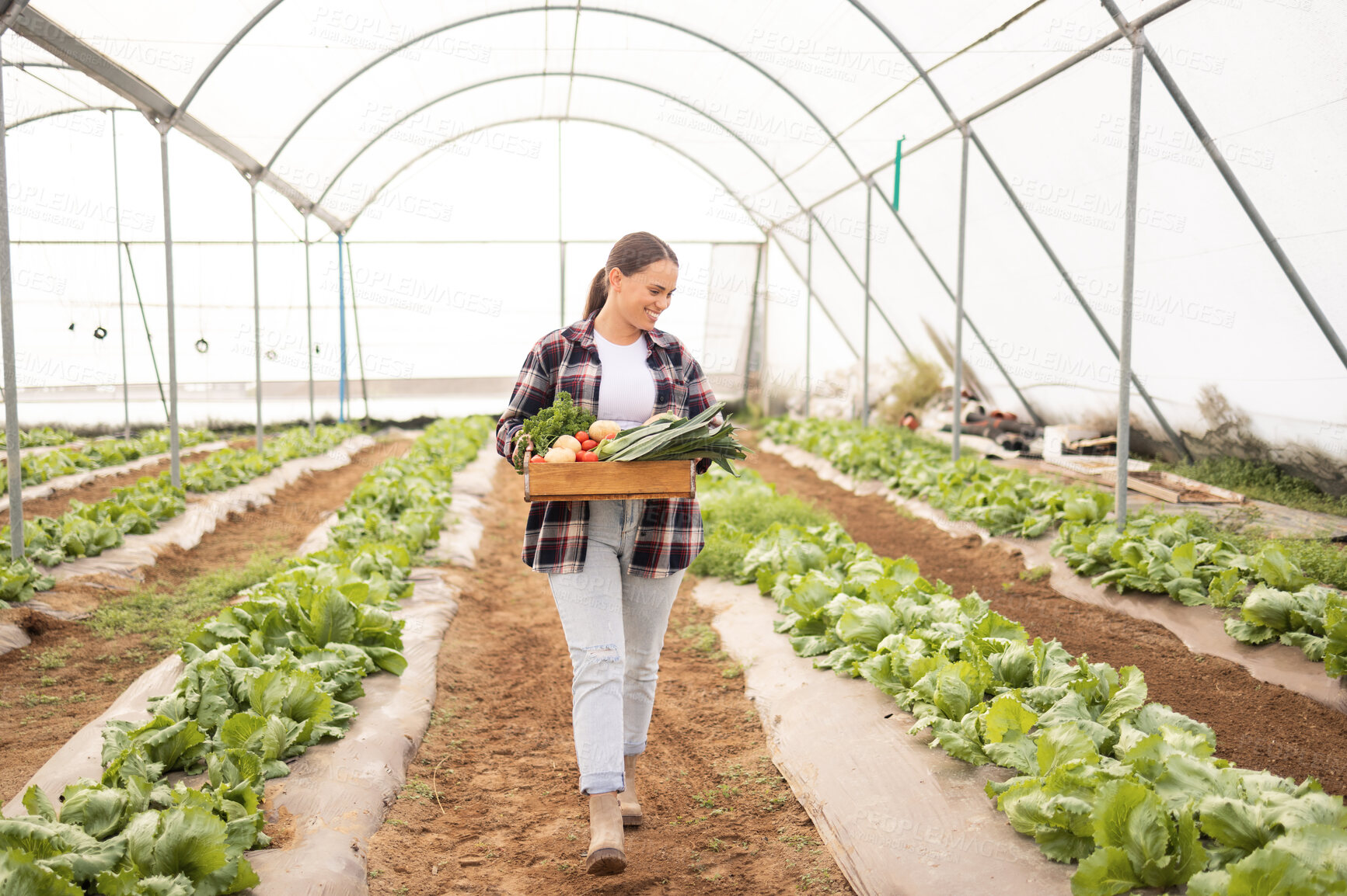 Buy stock photo Woman, farmer or vegetables container in agriculture greenhouse, sustainability environment or countryside farming estate. Smile, happy or walking garden worker with leaf crops or harvest food growth