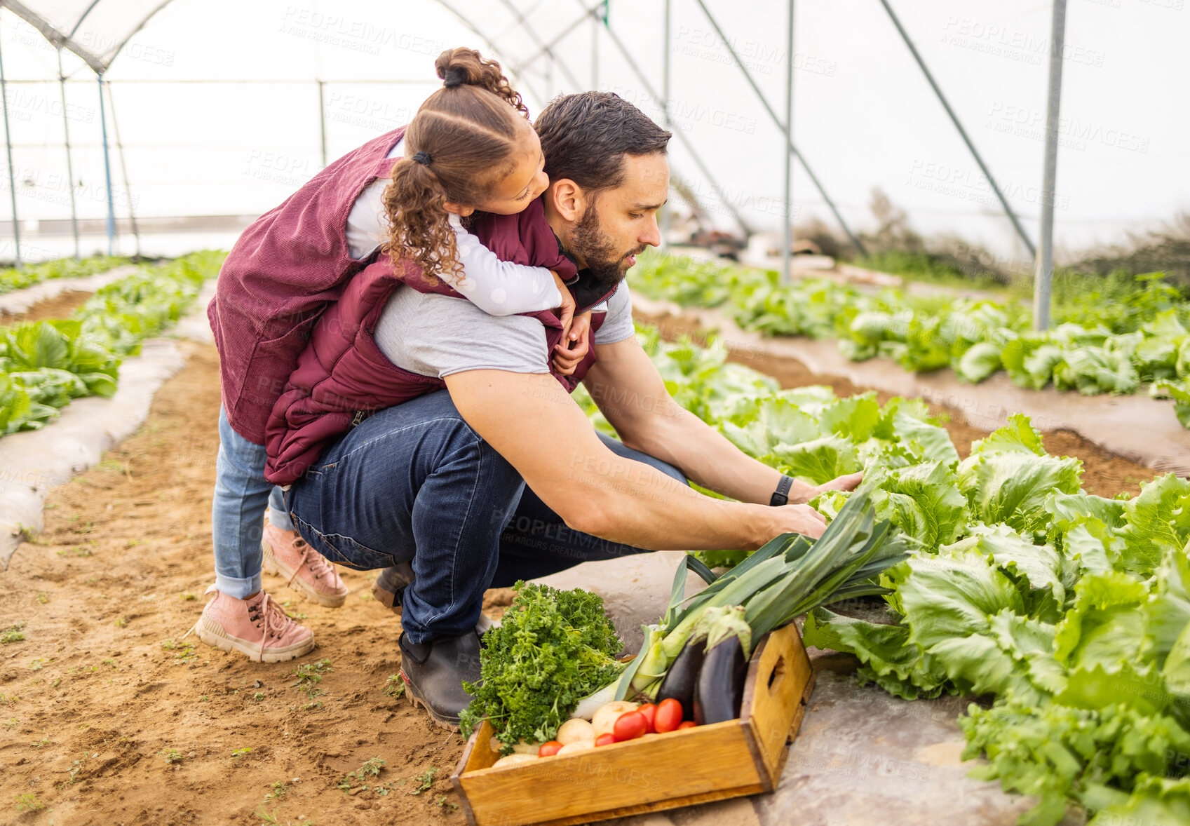 Buy stock photo Family, farm and agriculture harvest of vegetables with a father and daughter picking produce in a crate. Teaching, farming and food with a parent and kid gardening for organic vegetation 