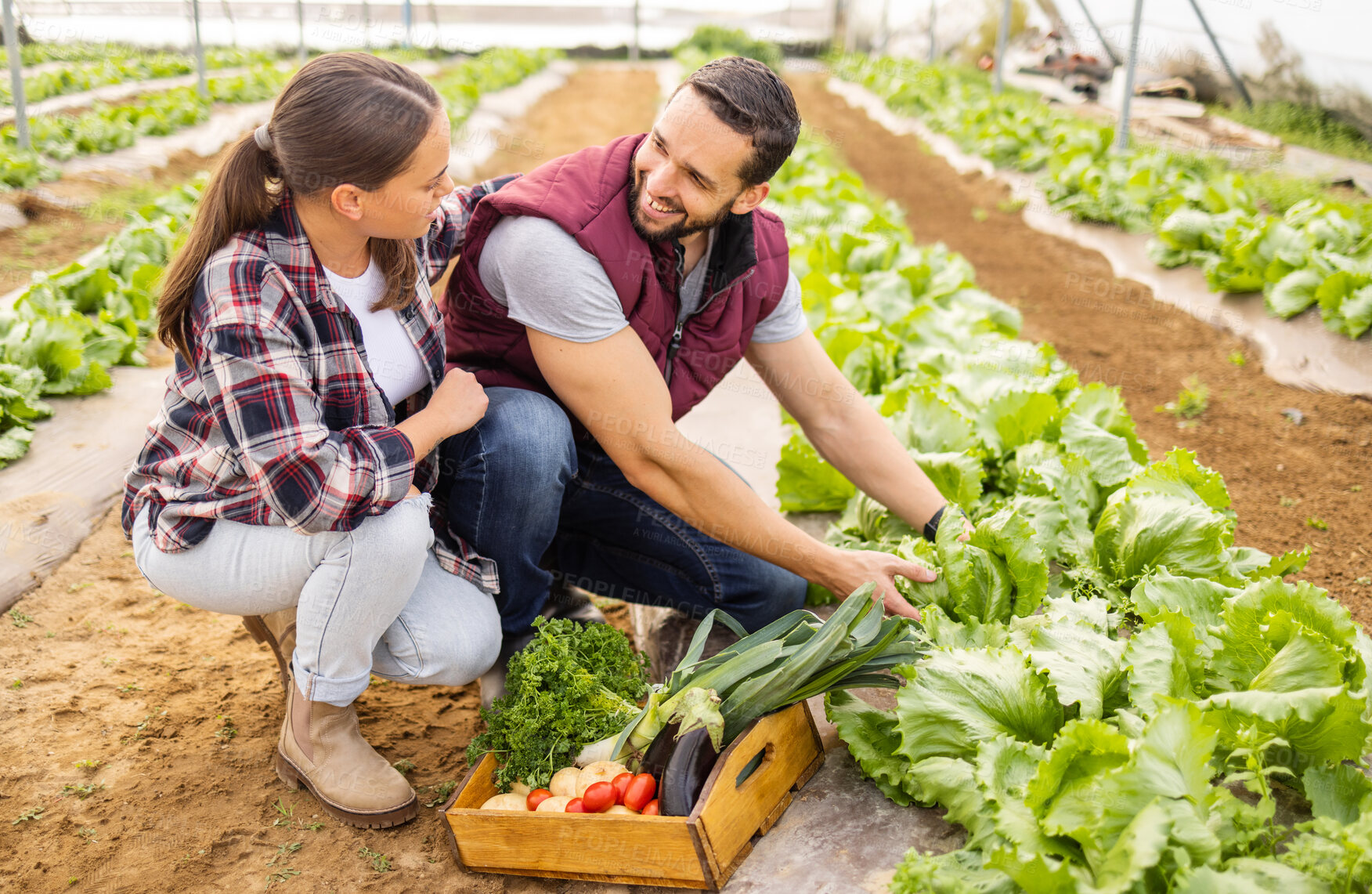 Buy stock photo Love, farmer and couple farming vegetables, natural healthy food and sustainable agriculture on land outdoors. Smile, sustainability and happy woman enjoys harvesting growth and working with partner