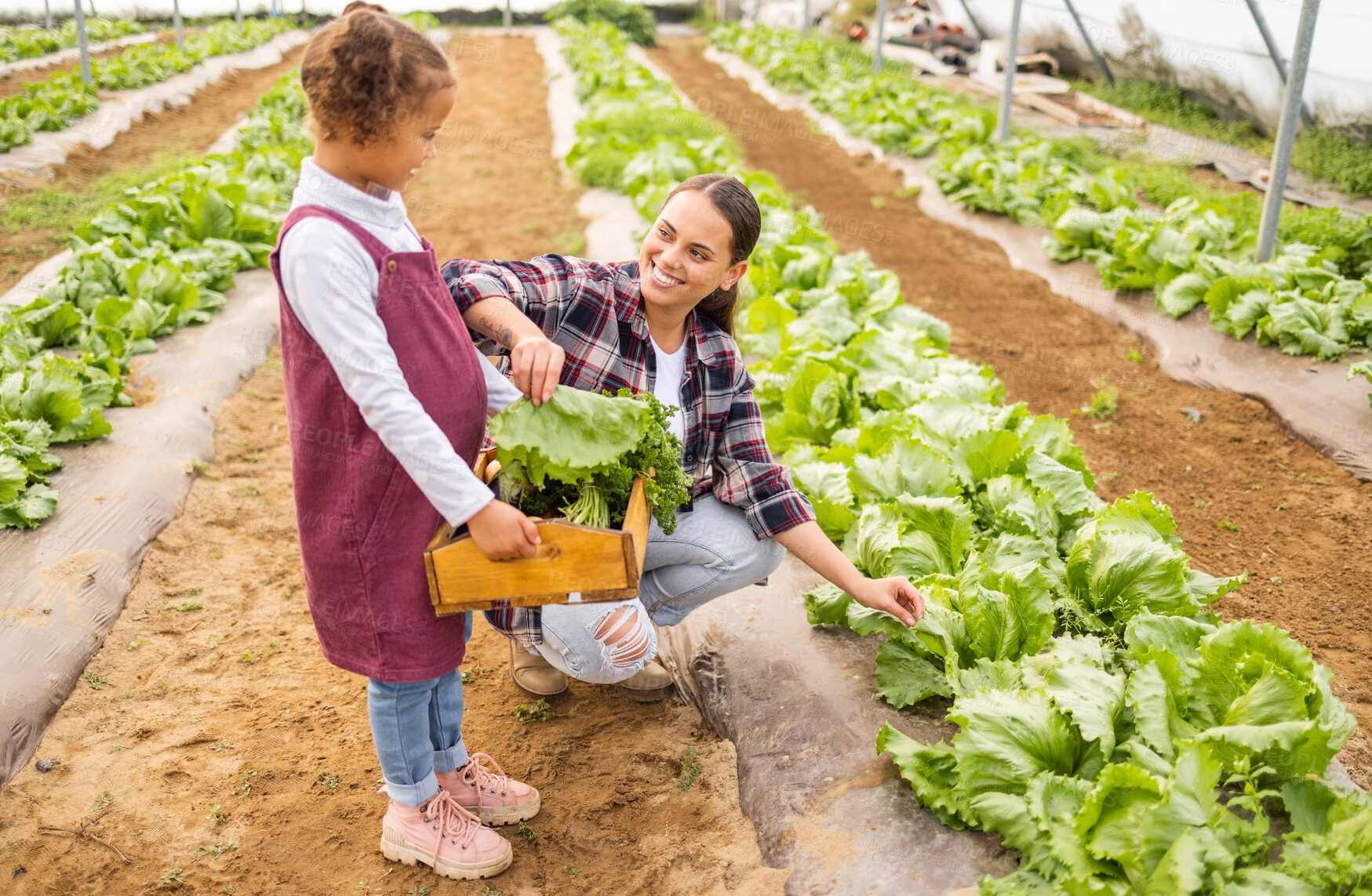 Buy stock photo family, happy and farming in vegetable greenhouse for child learning environmental sustainability. Agriculture, eco friendly farm and kid farmer with mother for carbon culture in plant garden