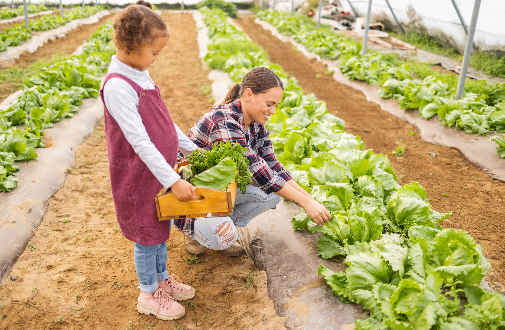 Buy stock photo Mother, family and help with farming greenhouse vegetables for sustainability, business and lifestyle. Agriculture, helping and mom with young child holding wood tray in eco friendly farm. 

