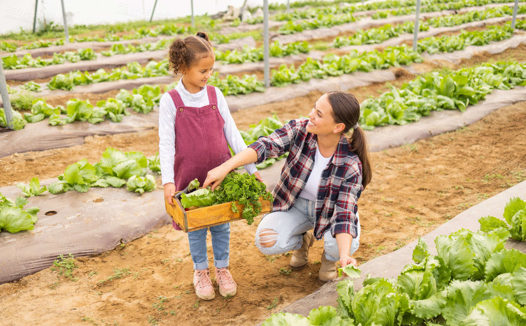 Buy stock photo Food, agriculture and mother with girl on farm for health, sustainability and environment. Help, learning and garden with mom and child farmer with box of lettuce for family, summer and plant growth