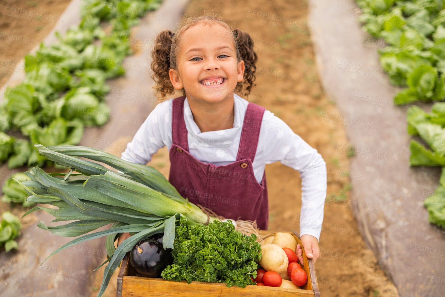 Buy stock photo Children, farm and vegetables with a girl working in a greenhouse during the harvest season. Portrait, kids and sustainability with a female child at work on agricultural land for organic farming