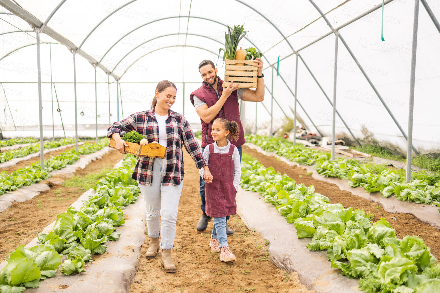 Buy stock photo Child with parents on family farm, vegetables garden in greenhouse or self sustainable lifestyle in Brazil. Healthy agriculture plants, happy mother and father with fruit food basket walking together