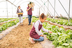 Child, vegetables in garden and greenhouse farm learning about organic agriculture, sustainable farming and food in nature with farmer family. Harvest of lettuce, healthy crop and green agricultural 