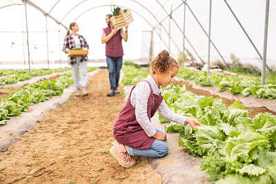 Buy stock photo Child, vegetables in garden and greenhouse farm learning about organic agriculture, sustainable farming and food in nature with farmer family. Harvest of lettuce, healthy crop and green agricultural 