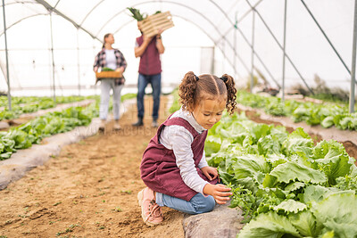 Buy stock photo Child, garden and agriculture with little girl helping her farming parents in the greenhouse. Small kid, plants and harvest produce on family land or farm for health and wellness in summer