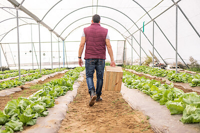 Buy stock photo Agriculture, greenhouse and back view of farmer on farm checking plants, organic crops or growth of vegetables. Agro, sustainability and man or small business owner working in nursery or conservatory
