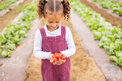 Buy stock photo Farm, tomato and sustainability with a girl holding vegetables in a greenhouse for organic agriculture. Food, kids and growth with a female child on agricultural farmland in the harvest season