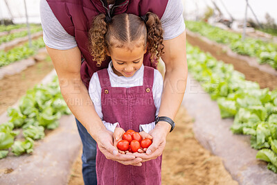 Buy stock photo Farm, tomato and agriculture with a girl and father working together in a greenhouse for vegetable growth. Food, family and sustainability with a female child holding fresh produce crops on farmland