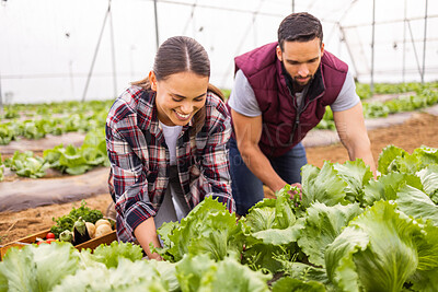 Buy stock photo Farm, agriculture health and food couple for sustainability, growth and teamwork. Plant, garden and environment with man and woman farmer with lettuce vegetable for small business, summer and agro