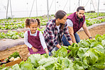Agriculture, garden and family harvesting vegetable produce on land in a greenhouse or garden. Ecology, farm and mother with father checking lettuce with their child in a sustainable farming garden
