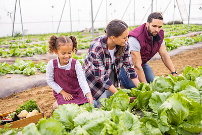 Buy stock photo Agriculture, garden and family harvesting vegetable produce on land in a greenhouse or garden. Ecology, farm and mother with father checking lettuce with their child in a sustainable farming garden