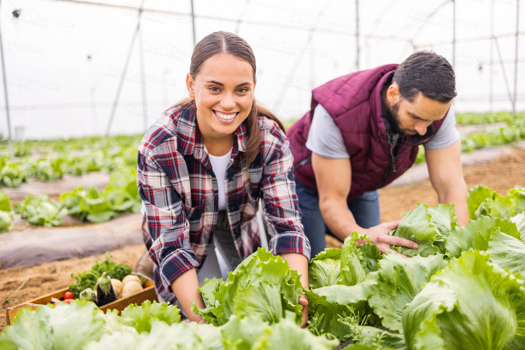 Buy stock photo Couple farming agriculture, greenhouse lettuce and sustainability teamwork together with plants. Happy farmer woman with man, green harvest portrait and natural vegetable growth for nutrition health