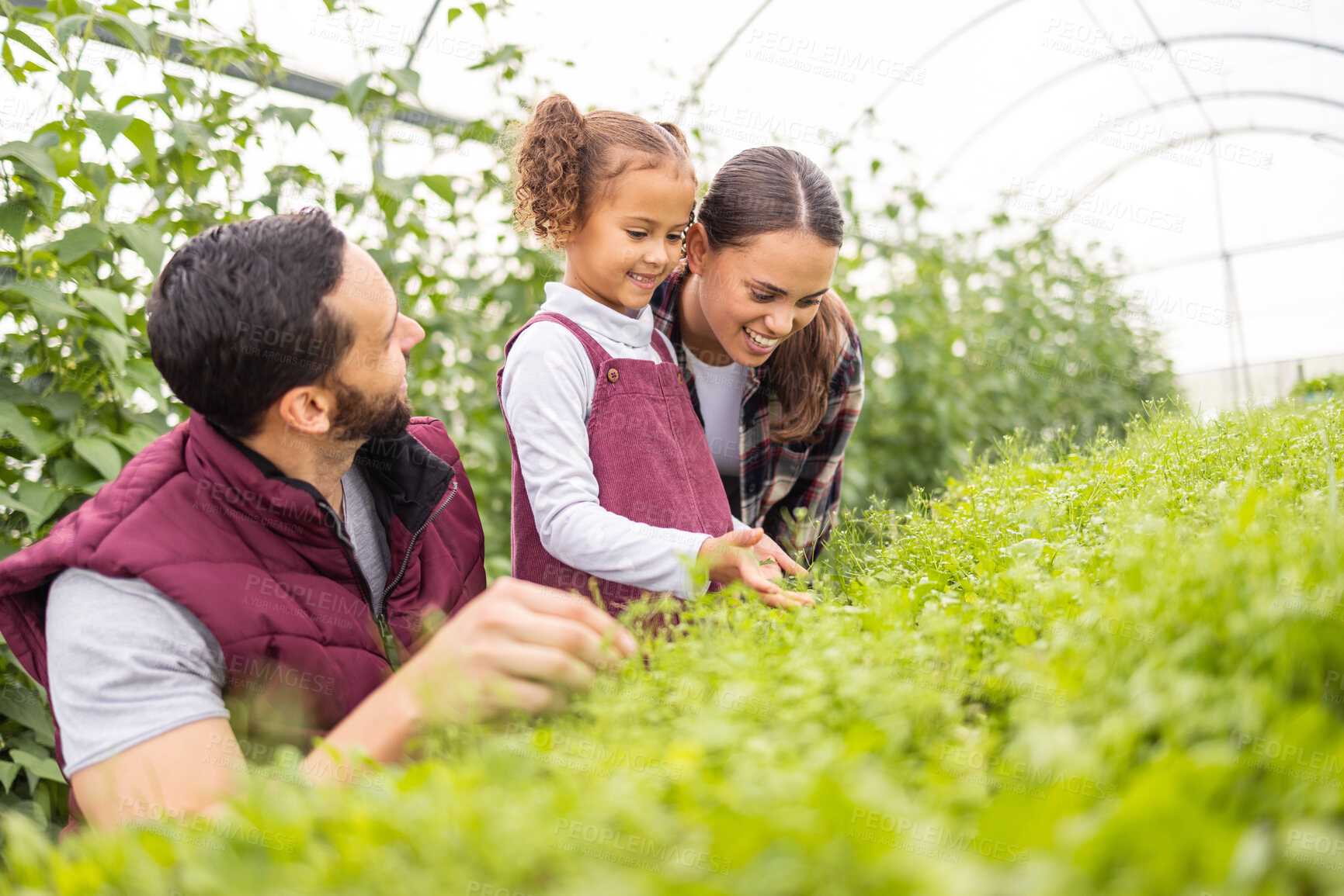 Buy stock photo Learning, greenhouse and farming family in garden with child for plants knowledge, teaching and sustainable lifestyle. Happiness, carbon capture and agriculture sustainability  parents with kid.