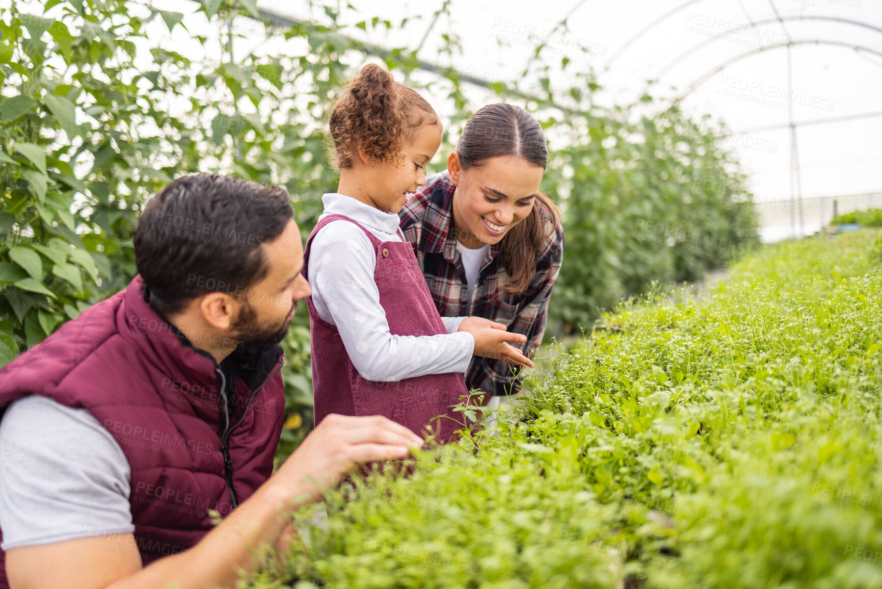 Buy stock photo Farming, agriculture and family with child and parents happy together while learning growth process of plants for sustainability. Farmer man, woman and girl in greenhouse garden on a sustainable farm