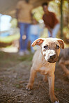 Portrait of dog walking at animal shelter, pet care and healthy animal ready for adoption. Love, friendship and growth, cute happy puppy on nature walk with family in summer looking for a future home