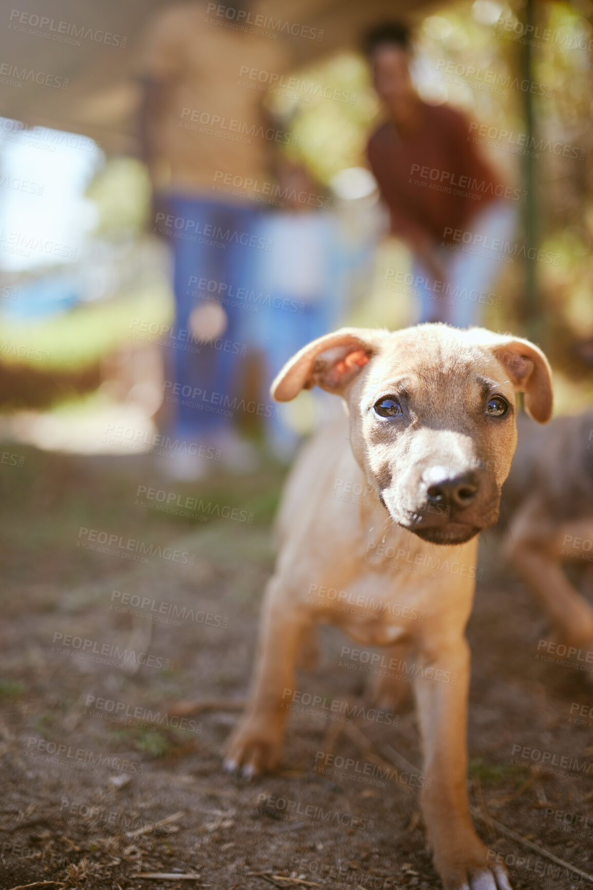 Buy stock photo Portrait of dog walking at animal shelter, pet care and healthy animal ready for adoption. Love, friendship and growth, cute happy puppy on nature walk with family in summer looking for a future home