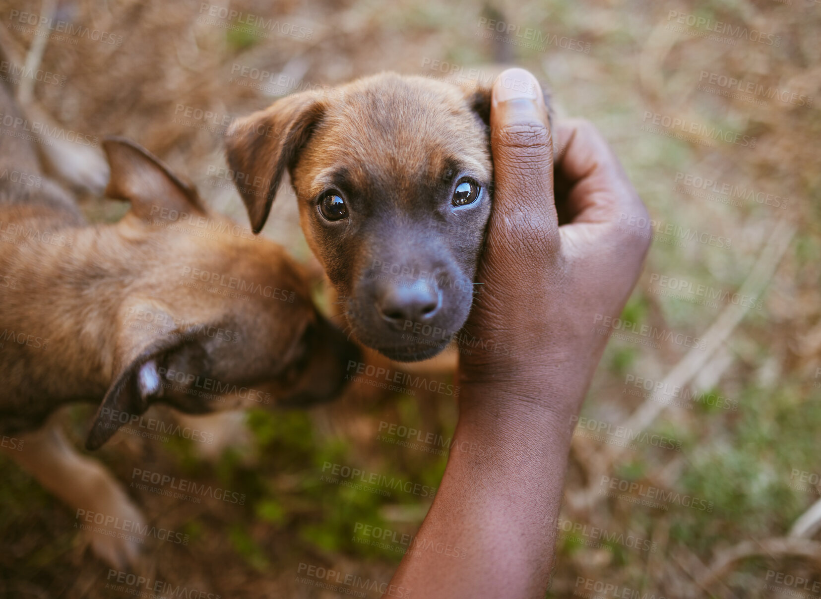 Buy stock photo Hand, puppy and young dogs in a nature park bonding, embrace and relaxing with a person outdoors in Africa. Pets, trust and pet owner enjoys affection and quality time with brown small furry animals