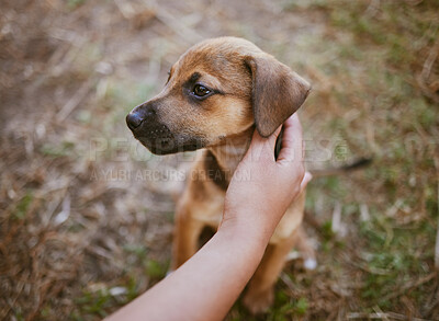 Buy stock photo Woman, hand or touching dog in garden, backyard lawn or park grass in homeless adoption choice, sale or foster promotion. Zoom, customer or pet animal, puppy or canine mixbreed in rescue shelter help