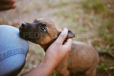 Buy stock photo Dog, animal and hands of woman with pet in nature, forest or park for fun puppy training, outdoor pet care and fresh air. Love, support trust and girl or owner stroke animal head in countryside woods