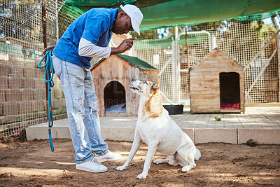 Pet dog training, animal trainer and man teaching dog respect, listening to  master and owner obedience with sit command. Animal shelter worker, pet care  and professional dog trainer coaching rescue | Buy