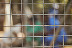 Steel fence, blurred background and animal shelter volunteers keep animals safe, secure and fed for adoption play outdoors in nature. Pet care, veterinary clinic and workers behind chain link fence 
