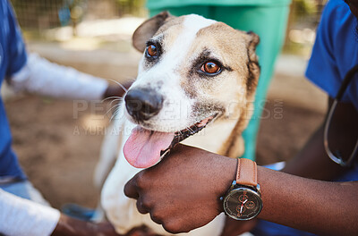 Buy stock photo Pets, vet and doctors hands with a dog at a community charity center for homeless dogs and sick animals. Veterinary, volunteer and social workers working on helping puppies with medical healthcare