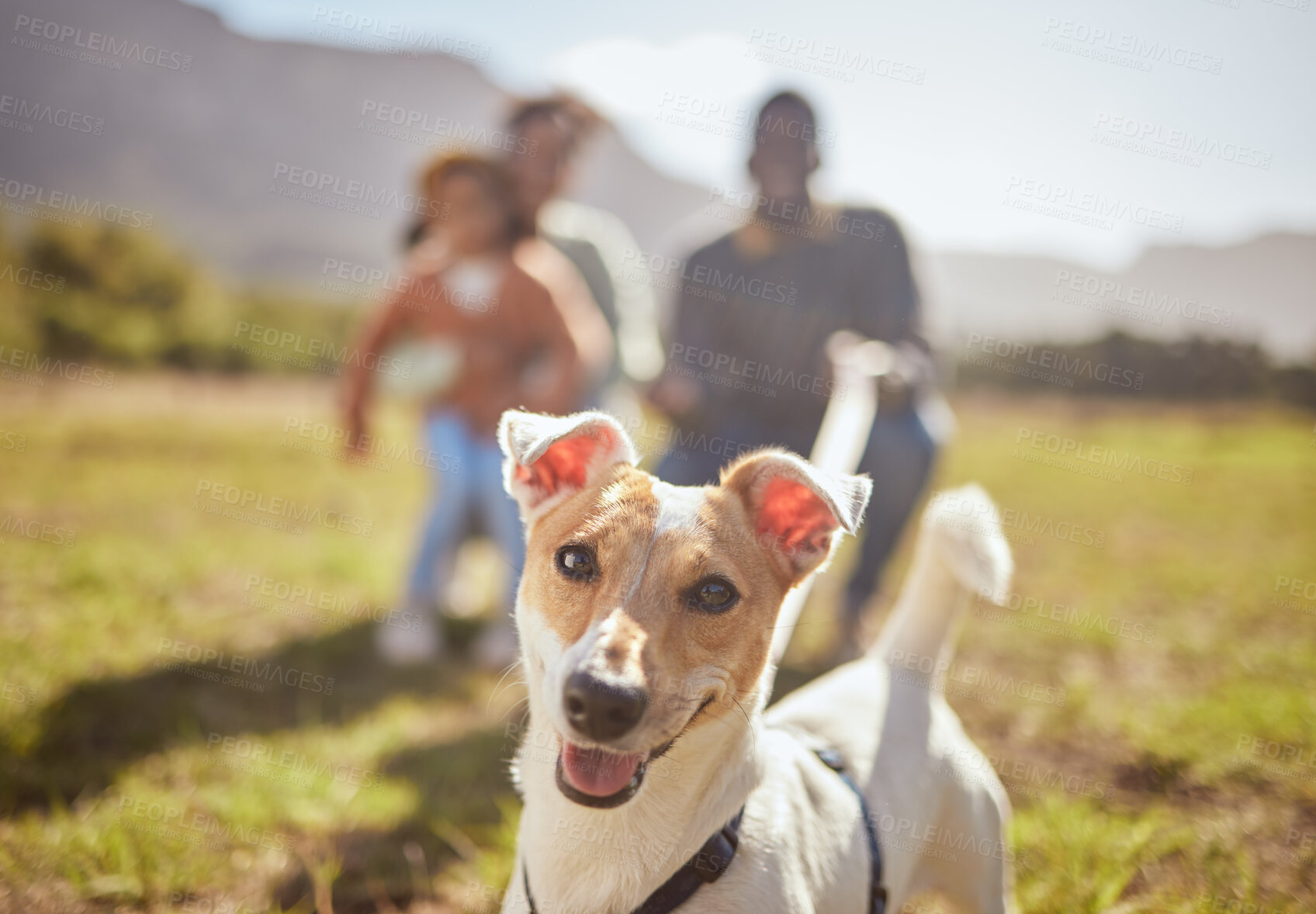 Buy stock photo Portrait, dog and outdoor nature with family in forest or park play, fun and freedom in summer. Canine puppy, pet and animal in grass field, free and walking with people on countryside environment 