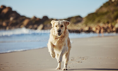 Buy stock photo Freedom, happy running and dog on beach on summer morning walk, exercise and fun playing at ocean. Nature, water and healthy happy dog enjoying run in sea sand, cute animal happiness and pet health.