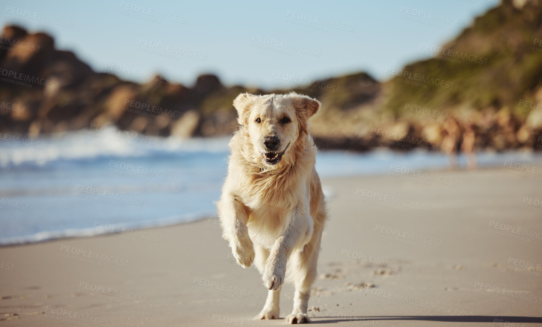 Buy stock photo Freedom, happy running and dog on beach on summer morning walk, exercise and fun playing at ocean. Nature, water and healthy happy dog enjoying run in sea sand, cute animal happiness and pet health.