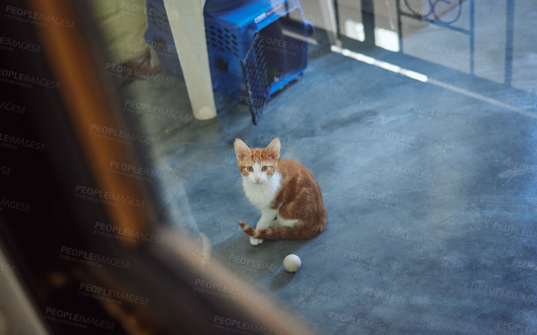 Buy stock photo Cat, adoption and homeless charity pet at volunteering shelter for abandoned, rescue and foster animals. Curious, healthy and cute ginger kitten staring at window in professional animal sanctuary.

